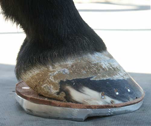 Support Shoes For Horses With Low Heels Support Shoes For Horses With Low Heels